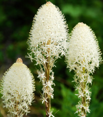 Medvědí tráva - Xerophyllum tenax - semena medvědí trávy - 15 ks